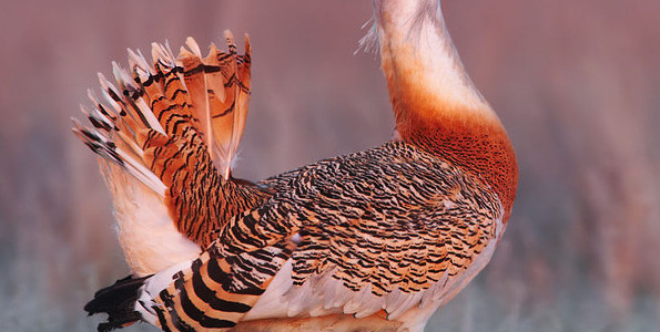 Great Bustard (Otis tarda)