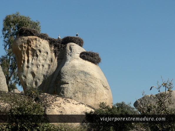 Storks everywhere in top of stones
