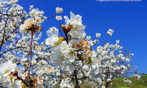 Cherry Tree Blossom
