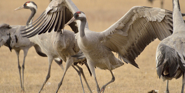 Cranes (Grus grus)