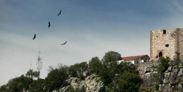 Vultures flying near the castle