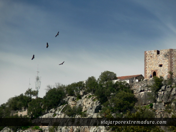 Vultures flying over the Monfrague castle