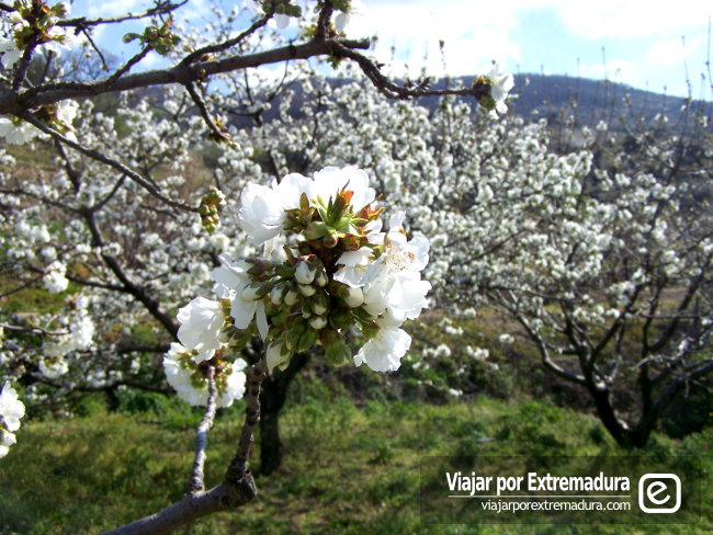 Cherry trees in bloom in the Jerte Valley