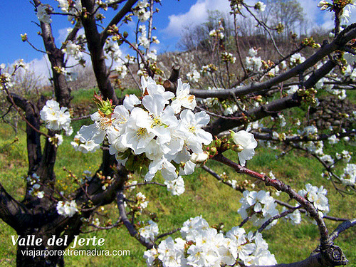 Cherry Tree Blossom Feast in the Valley of Jerte | Visit Western Spain